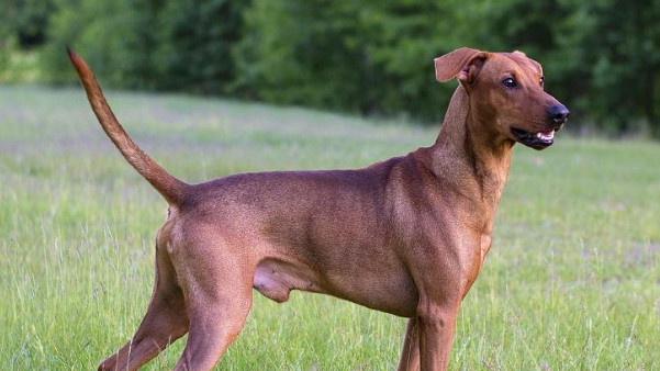 怎么训练罗得西亚脊背犬？铲屎官来看看吧