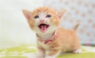 小猫最害怕什么东西