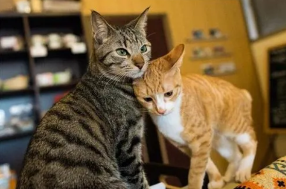 五大最烧钱的猫咪 五大最烧钱的猫咪