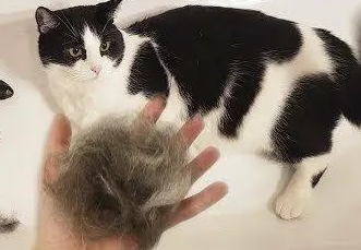 猫咪为什么毛发干燥脱毛严重