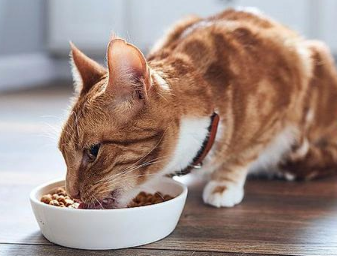 猫咪吃面条拉稀怎么回事