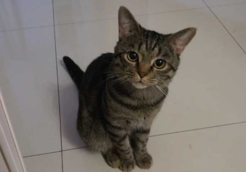 如何验证狸花猫已经认主人了 如何验证狸花猫已经认主人了