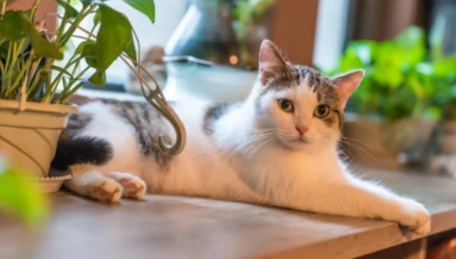 家中养猫风水好不好 家中养猫风水好不好