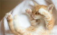 猫咪吭哧吭哧 感觉喘不上来气