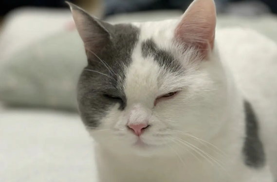 猫为什么一整天都很困 猫为什么一整天都很困