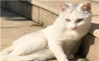 猫咪晒太阳的原因