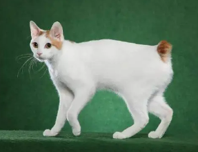 日本短尾猫视网膜炎有什么症状？看这里~