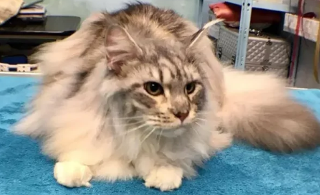 缅因猫舍哪家好