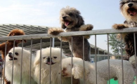 宠物收购平台是什么