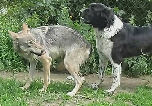 狗王带一群猛犬PK老野狼 结果反倒被治得服服帖帖 狗王带一群猛犬PK老野狼 结果反倒被治得服服帖帖