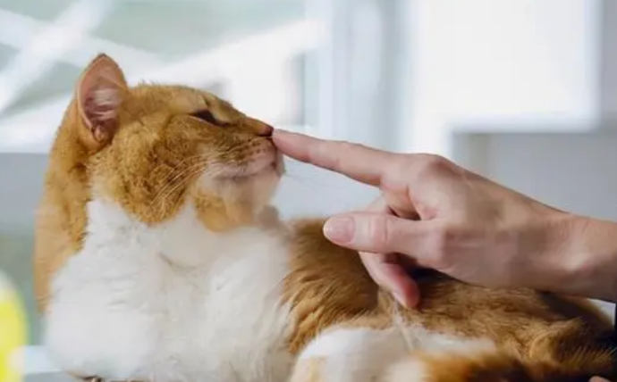 猫咪推主人头想表达什么