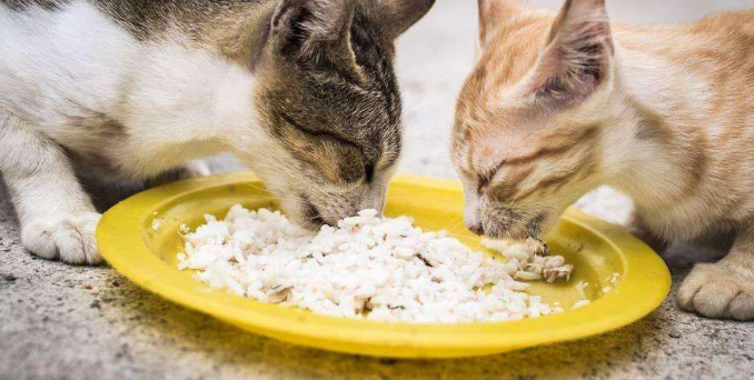 狸花猫吃米饭吗？新手需要注意什么？