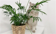 养猫可以养的大型绿植