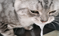 宠物猫吐白沫是什么原因引起的
