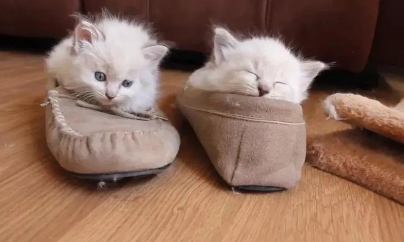 猫咪为什么喜欢踩鞋子睡觉的原因 猫咪为什么喜欢踩鞋子睡觉的原因