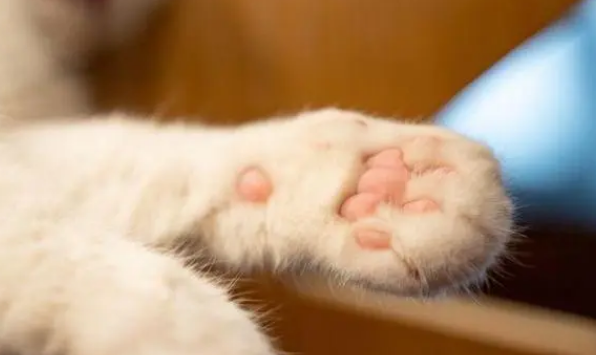 猫咪用爪子的缘故