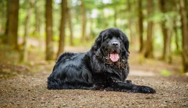 纽芬兰犬性格怎样？一起来瞧瞧～