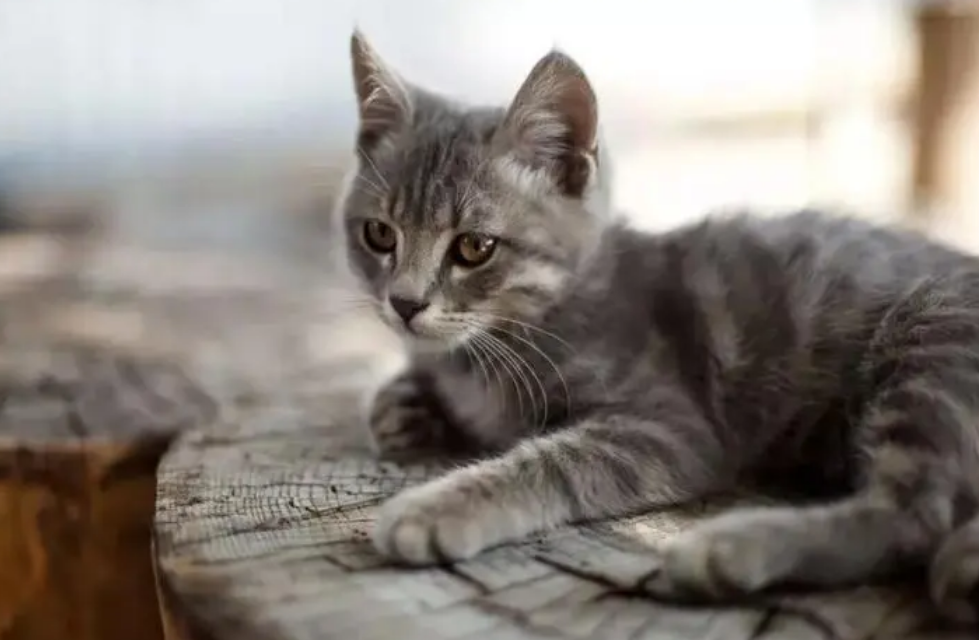 养猫的人缺爱还是被爱 养猫的人缺爱还是被爱