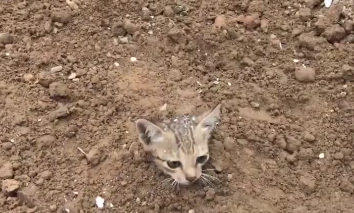 猫埋土里多久会腐烂