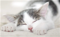 猫咪为什么睡觉会抽筋动作不灵活
