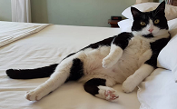 猫咪睡觉尾巴为什么直着