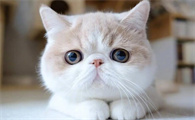 猫咪为什么要坐着睡着觉