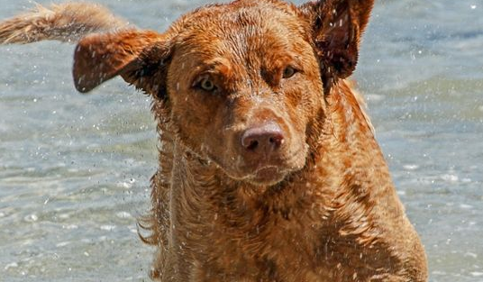乞沙比克猎犬口腔怎么护理?试试这些方法 乞沙比克猎犬口腔怎么护理?试试这些方法