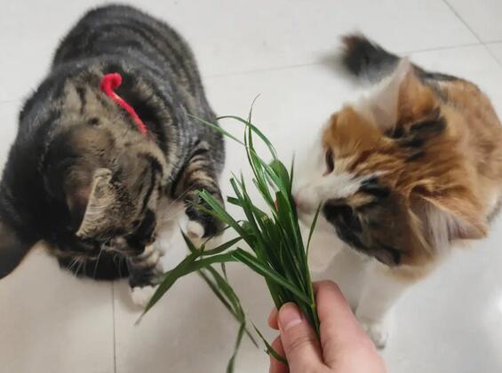 猫咪为什么吃草呢