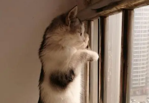 猫咪为什么爬到窗台边叫呢 猫咪为什么爬到窗台边叫呢