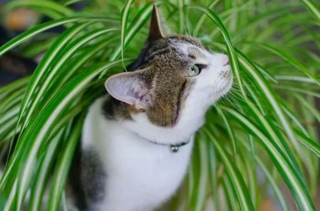 猫咪老是去吃吊兰好不好