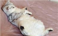 猫咪肚子硬硬的是什么原因