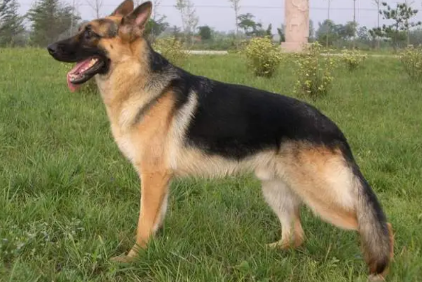 昆明犬患皮肤病怎么治？你需要了解这些！