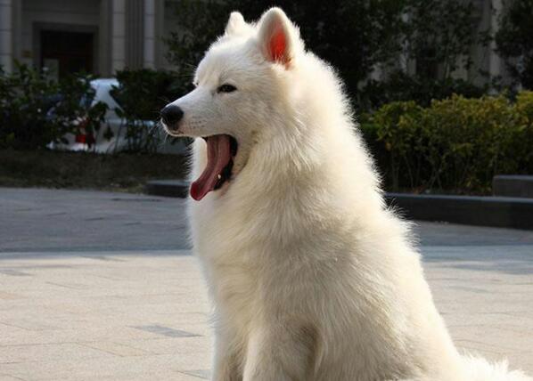 萨摩耶犬吃生肉吗？看完你就知道了