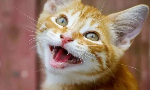 猫咪为什么要呼呼的叫呢 猫咪为什么要呼呼的叫呢