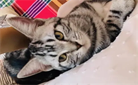 为什么猫咪眼睛有眼屎