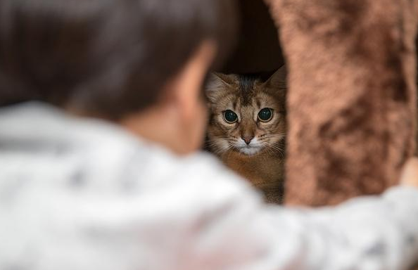 猫老是喜欢躲在阴暗的角落