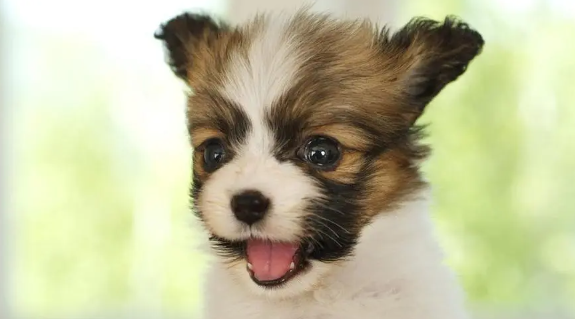 蝴蝶犬掉毛怎么办？看看这些那就了解了～