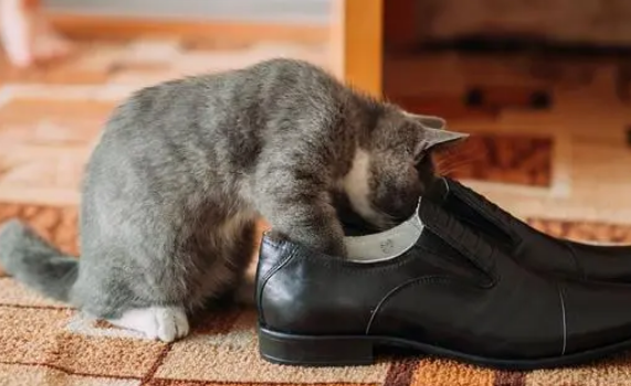 猫咪为什么舔毛毛鞋子呢怎么回事 猫咪为什么舔毛毛鞋子呢怎么回事