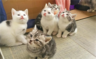 猫咪为什么趴在地上摇摆不动
