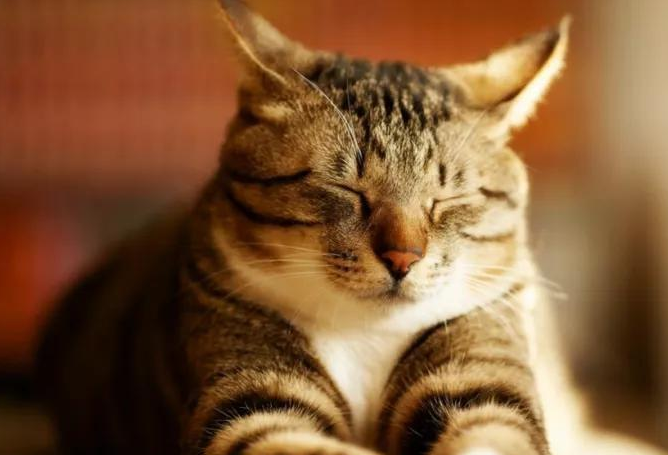 猫咪怎么养不容易生病