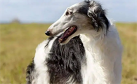 苏俄猎狼犬吃什么?一文带你了解~
