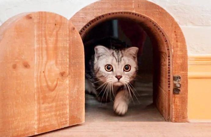 猫为什么要关笼子里养