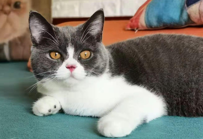 英短猫和土猫的区别