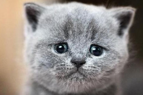 猫咪产后哭泣的原因