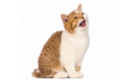 猫叫像小孩哭一样是怎么回事