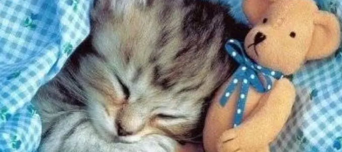 猫咪为什么喜欢娃娃声叫