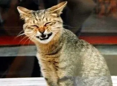 笑得很诡异的那只猫 笑得很诡异的那只猫