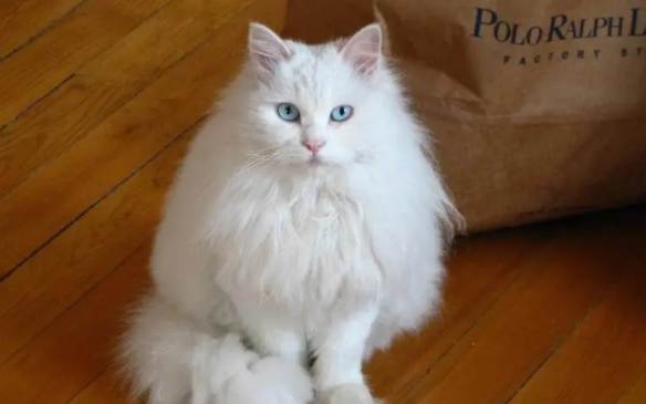 山东狮子猫吃什么好?快来了解一下 山东狮子猫吃什么好?快来了解一下
