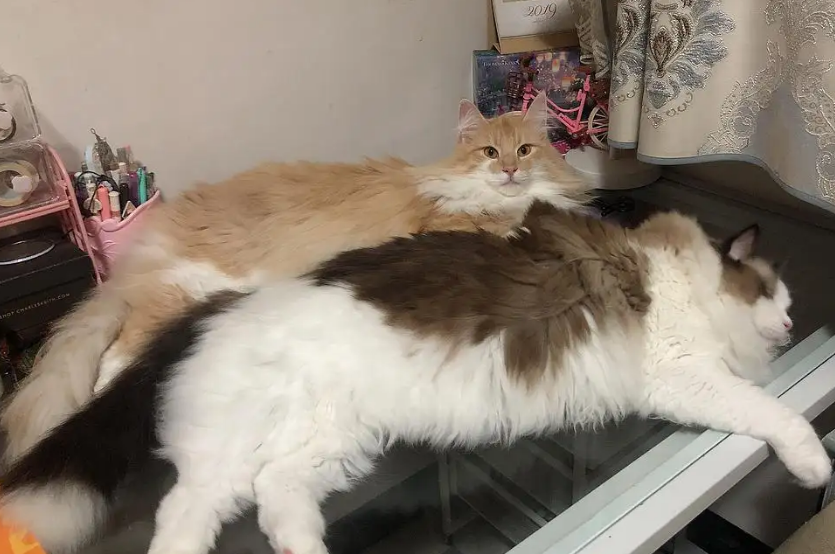 挪威森林猫绝育后需要怎么护理呢？护理要点已收集