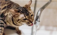 猫咪为什么不喜欢水呢